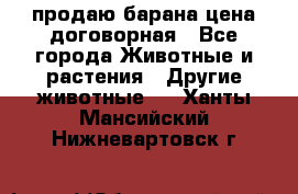 продаю барана цена договорная - Все города Животные и растения » Другие животные   . Ханты-Мансийский,Нижневартовск г.